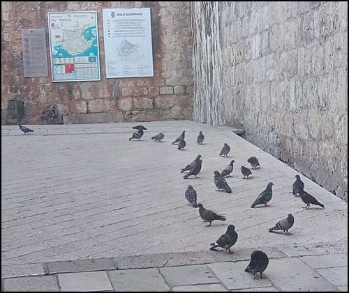 dubrovnik-golubovi