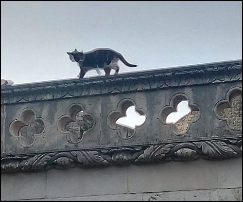 dubrovnik-mačka
