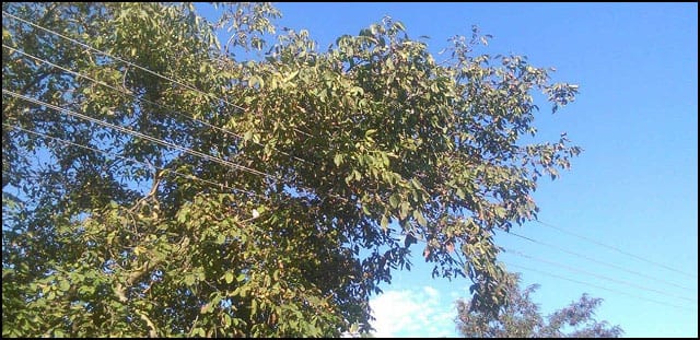 orah-3