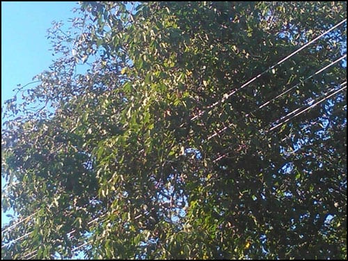орах-1