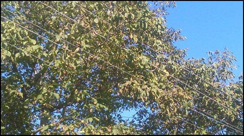 орах-2