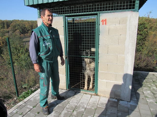 Azil za nezbrinute životinje nije doveo do smanjenja ujeda pasa (FOTO) 4 azil2