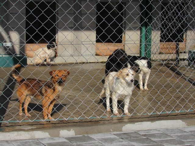 Azil za nezbrinute životinje nije doveo do smanjenja ujeda pasa (FOTO) 7 azil3