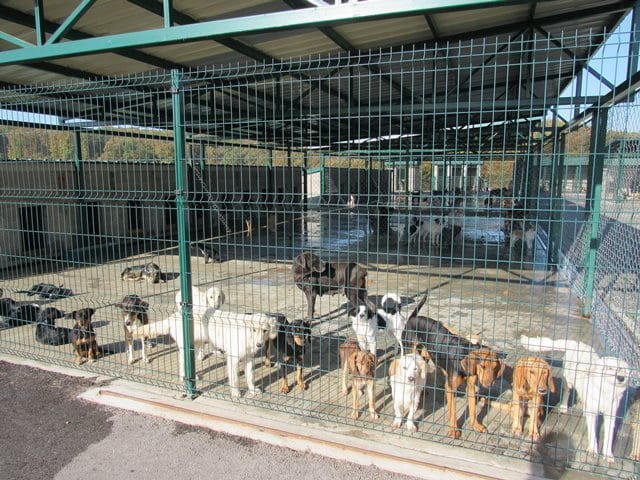 Azil za nezbrinute životinje nije doveo do smanjenja ujeda pasa (FOTO) 6 azil4