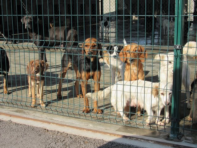 Azil za nezbrinute životinje nije doveo do smanjenja ujeda pasa (FOTO) 2 azil5