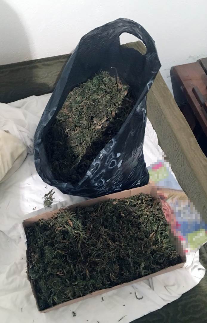 Nova zaplena marihuane 1 marihuana
