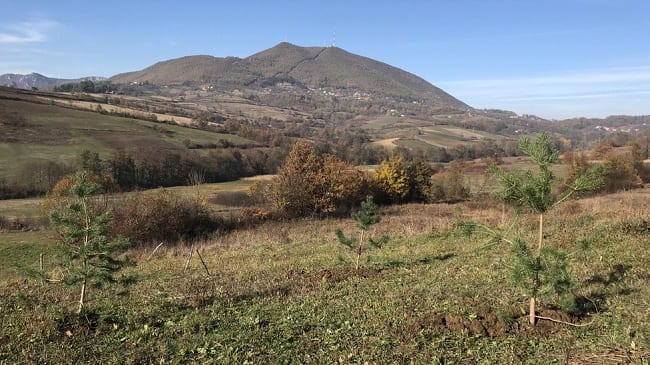 Mladić sadi novu šumu u selu kod Čačka 2 borovi