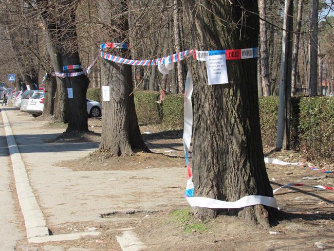 Opozicija zaustavila seču drveća. Vlast: Nastavljamo sutra 4 drvece5