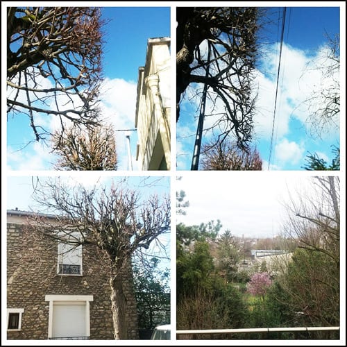 drveće-Collage