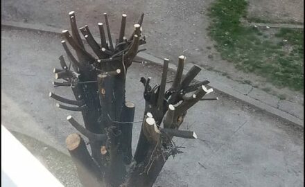 drveće-orezano-x