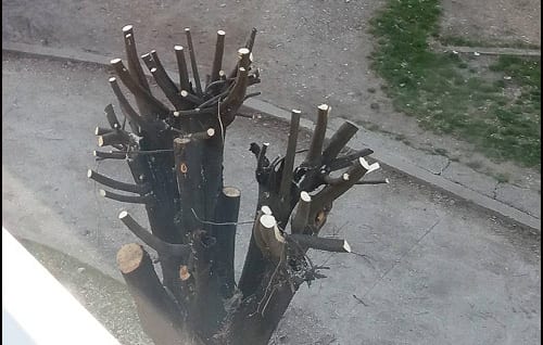 drveće-orezano-x