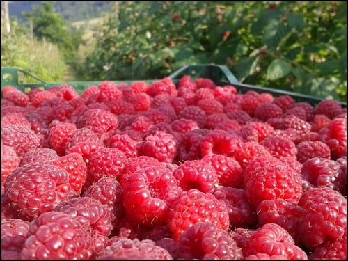 maline