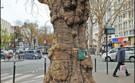platan-pariz-1