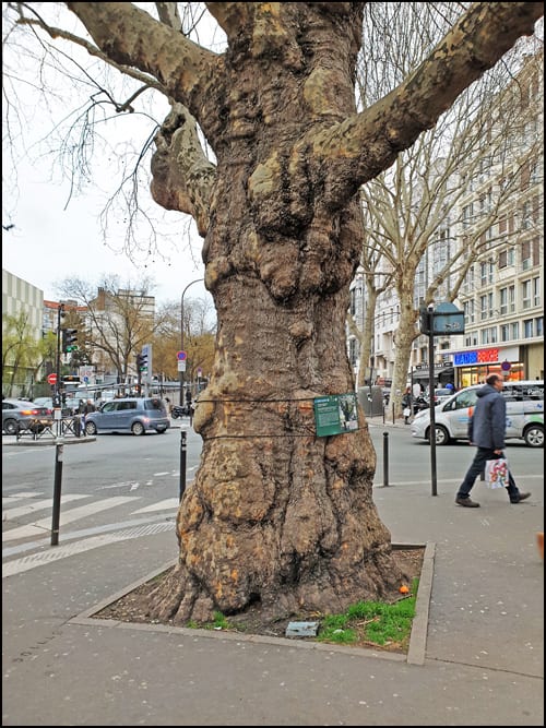platan-pariz-1