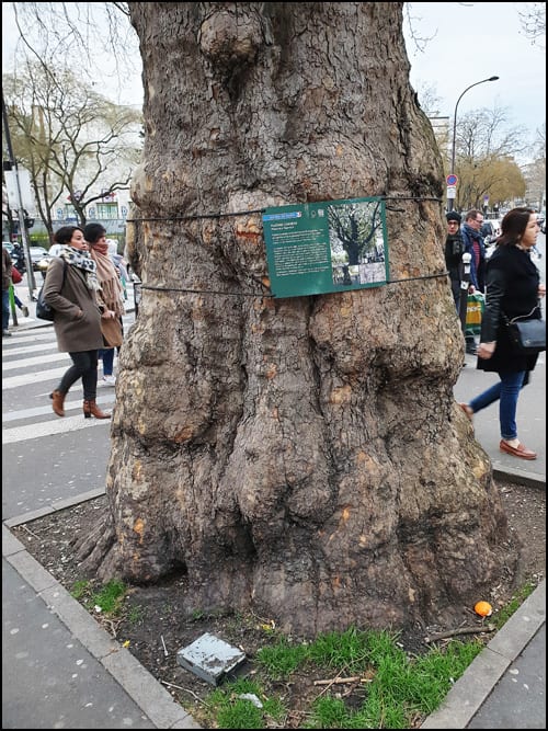 platan-pariz-2