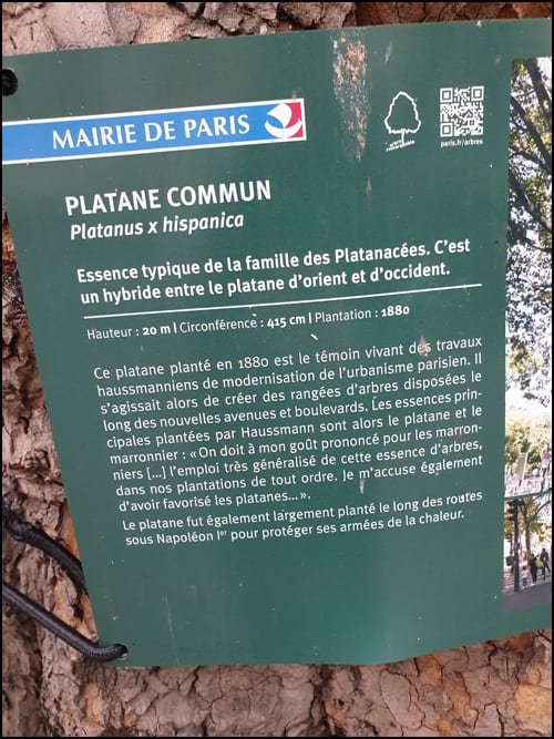 platan-pariz-3