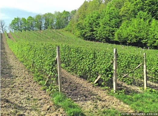 Čačanin uložio ušteđevinu u maline i propao 2 malina2