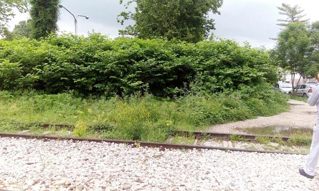 Prašuma nadomak centra grada (FOTO) 4 korov