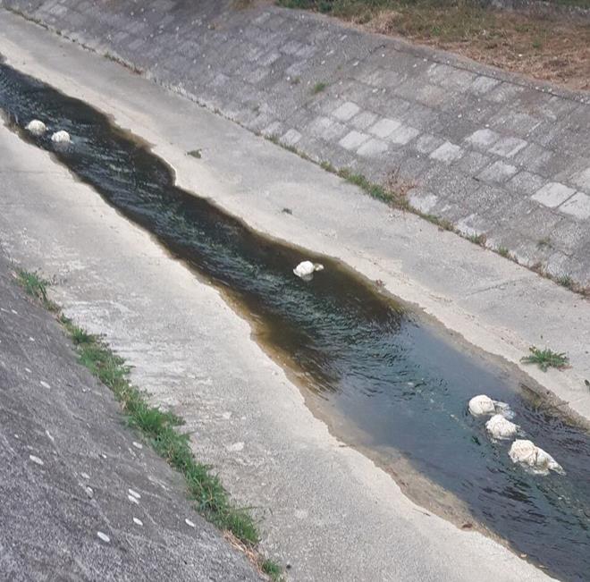 Glavice kiselog kupusa u tek očišćenoj Lupnjači 1 CACAK LUPNJACA KUPUS 23072019 MNA 01