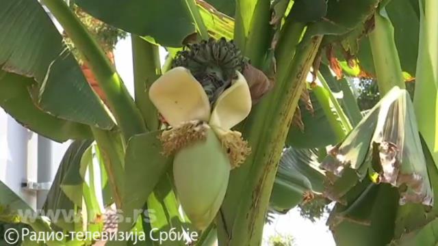 Banane i kivi rastu u Čačku 2 banana2