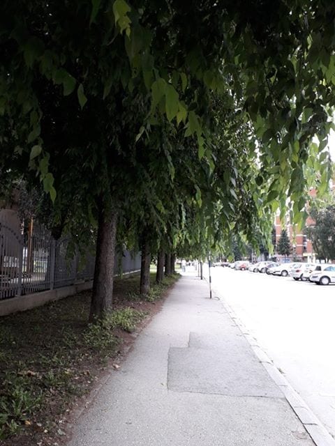 Meštani Keja: Ne secite drveće 1 drvece