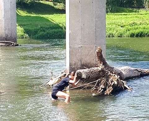 Kad neće nadležni: Sugrađanka pokušala da ukloni drvo ispod mosta 2 drvo2