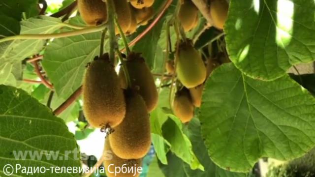 Banane i kivi rastu u Čačku 4 kivi