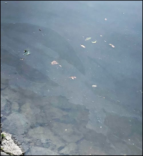 Morava ulje 3