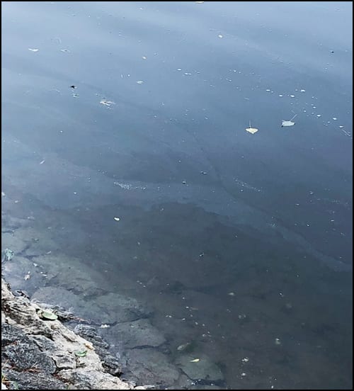 Riba uginula, Zavod tvrdi da je voda ispravna 6 morava ulje 1