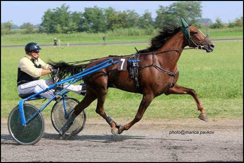 LOLA B.M. ž a Taylor Boko Leona i Moser Boko
