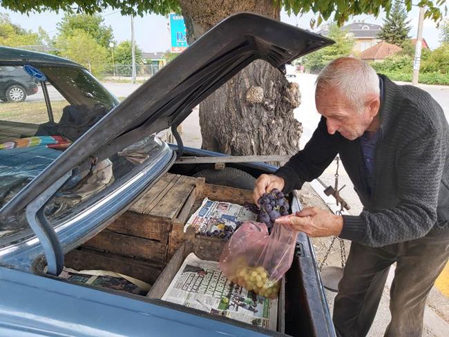 Preko 40 godina prodaje grožđe iz Trstenika u Atenici 2 grozdje1