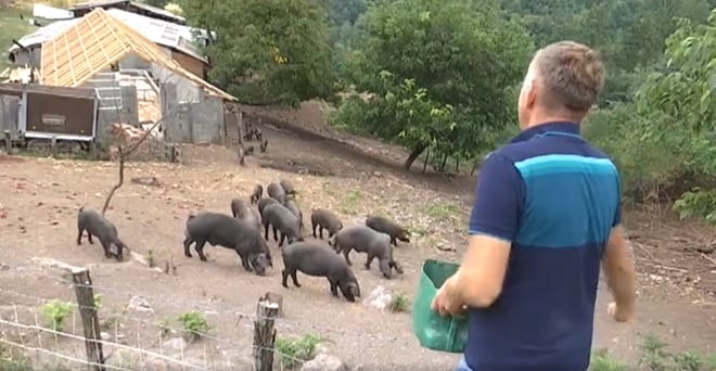 Crne moravke ponovo na padinama Jelice 1 stovrag 2 1