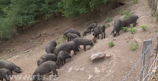 Crne moravke ponovo na padinama Jelice 3 stovrag 2a