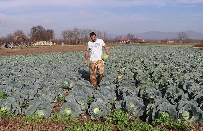 CACAK KUPUS PROIZVODNJA 21112019 MNA MILOS LUKIC 03.
