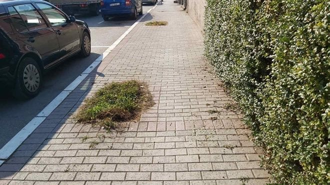 Prazna mesta čekaju drveće 1 hajduk veljkova
