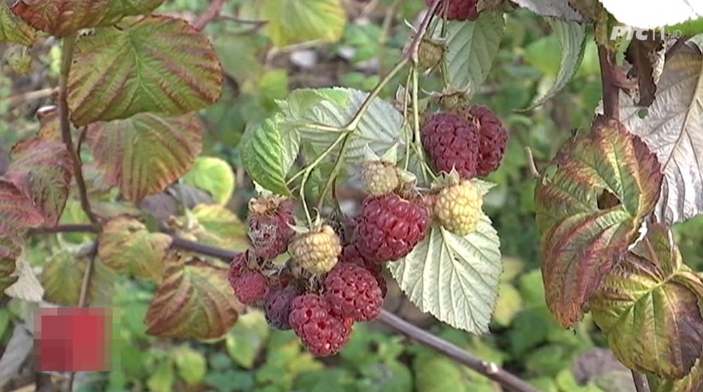 maline