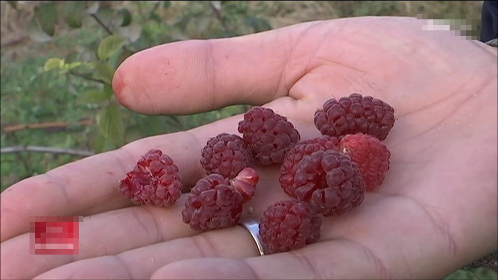 maline1