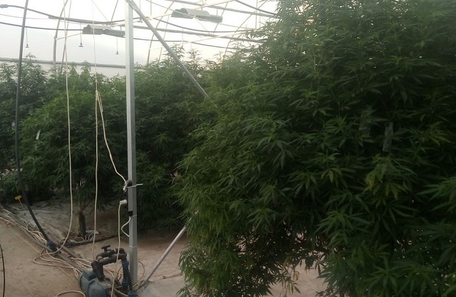 Kako je otkriven rasadnik marihuane od 12 hektara 1 pazova jovanjica marihuana