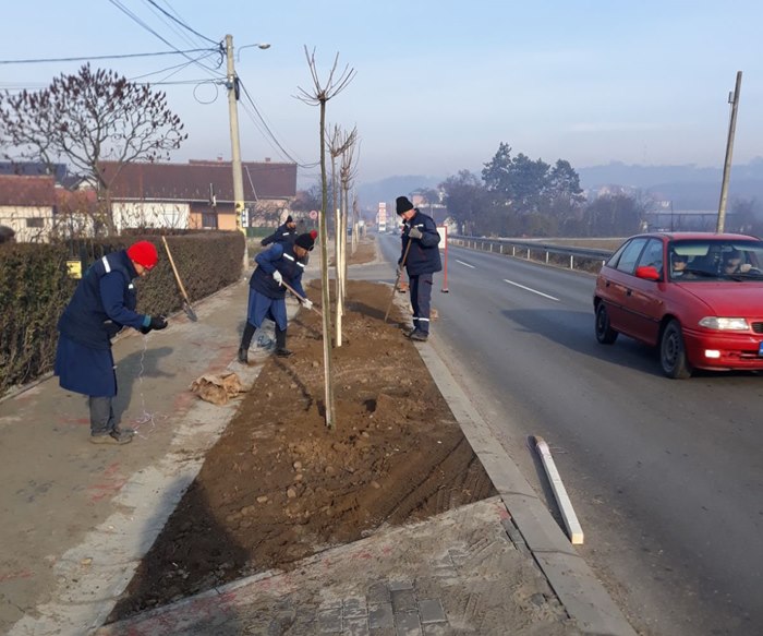 Posađena nova stabla u MZ Lugovi 3 nasa suma1