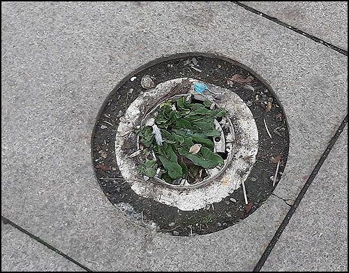 pločnik 6