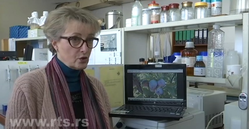 svetlana