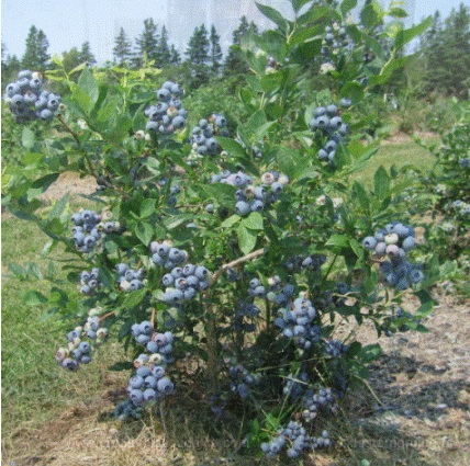 borovnica