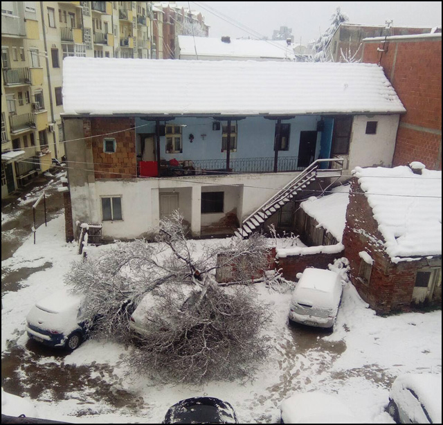 Drvo palo na automobil u dvorištu 1 drvo palo