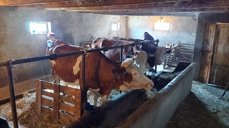 krave