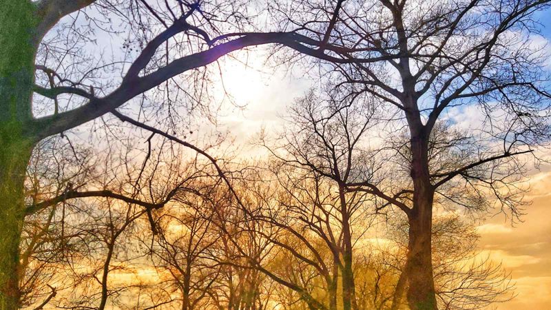 sunce