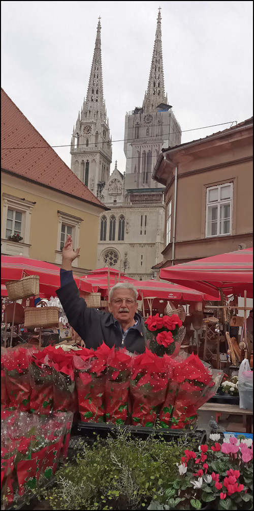 čvorak cveće