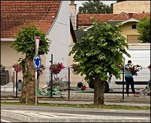 drveće uzvraća 1
