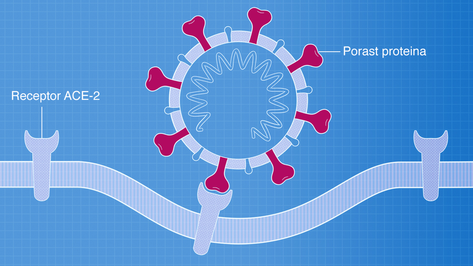 Korona virus: Anatomija pandemije respiratorne bolesti Kovid-19 21 Tabela