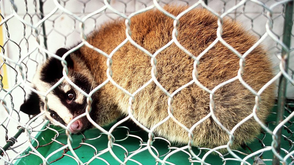 Korona virus: Postoje novi dokazi o širenju preko divljih životinja 2 Civet cat