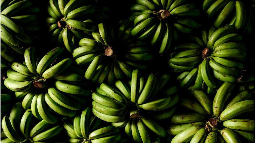 „Bananagedon" - kako „pandemija“ uništava najomiljenije voće na svetu 1 Bananas
